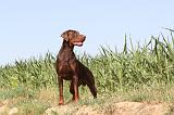 DOBERMANN 569